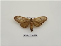 藏品(彎臂冠舟蛾)的圖片